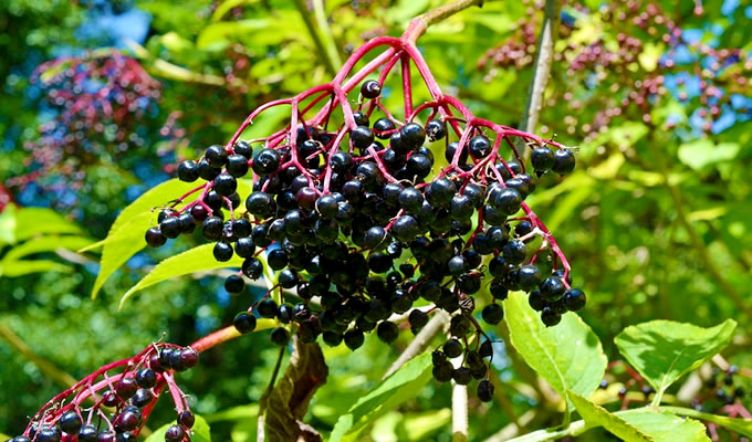 Schwarze Holunder - Der schwarze Holunder ist Heilpflanze des Jahres 2024