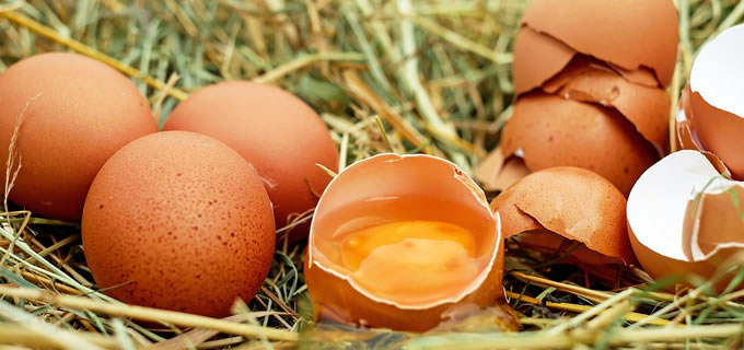 Ostereier - Interessantes zu Eiern