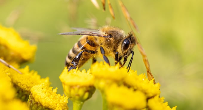 Bienen bei der Arbeit - FAQ zu dem Nutztier