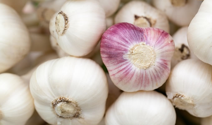 Knoblauch als Heilpflanze - Gesundheit durch Naturheilen