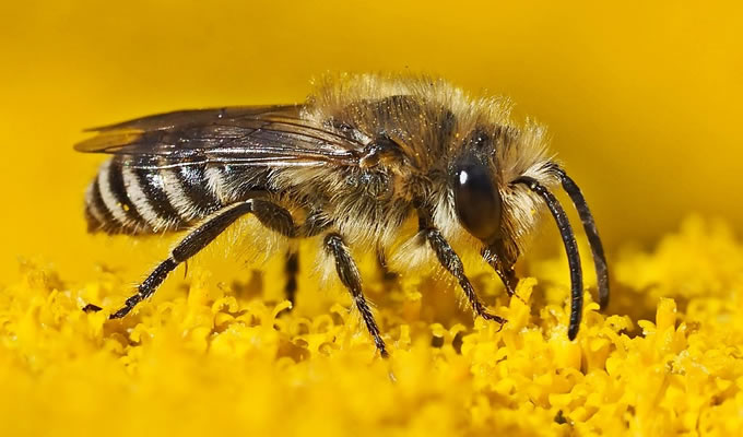 Frühlings-Seidenbiene - Biene des Jahres 2023