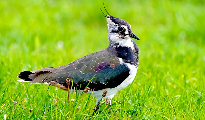 Kiebitz - Der Kiebitz ist Vogel des Jahres 2024